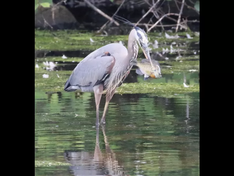 Mute swans at Hager Pond in Marlborough, photographed by Steve Forman.