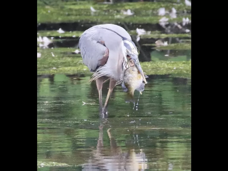 Mute swans at Hager Pond in Marlborough, photographed by Steve Forman.