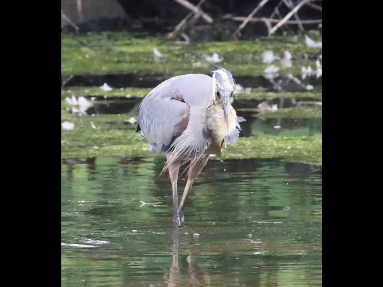 Mute swans at Hager Pond in Marlborough, photographed by Steve Forman.