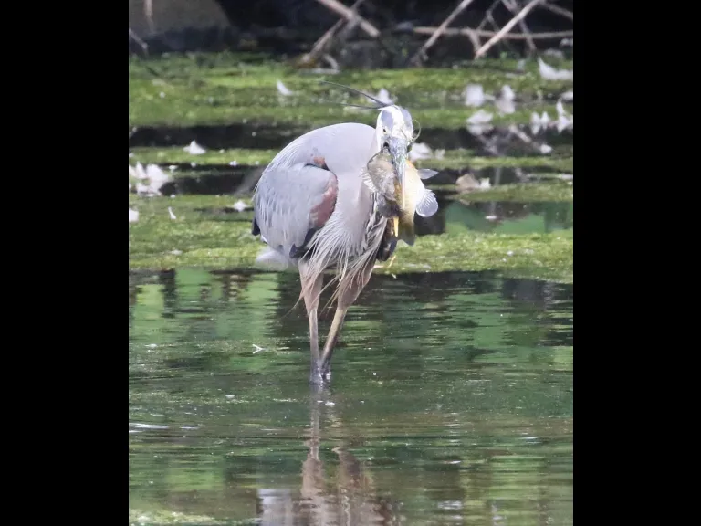 Mute swans at Hager Pond in Marlborough, photographed by Steve Forman.