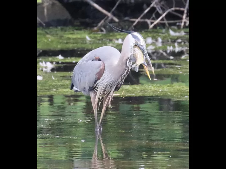 Mute swans at Hager Pond in Marlborough, photographed by Steve Forman.