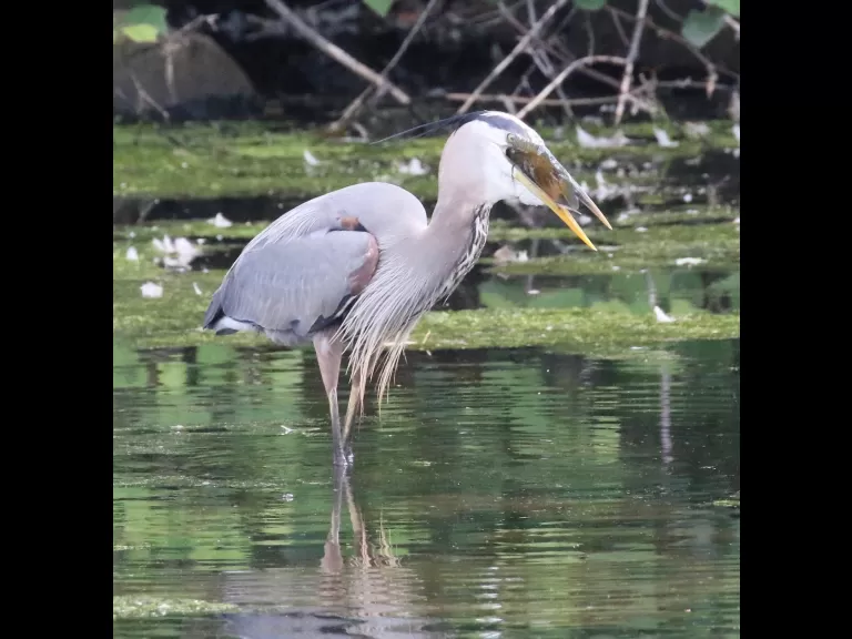 Mute swans at Hager Pond in Marlborough, photographed by Steve Forman.