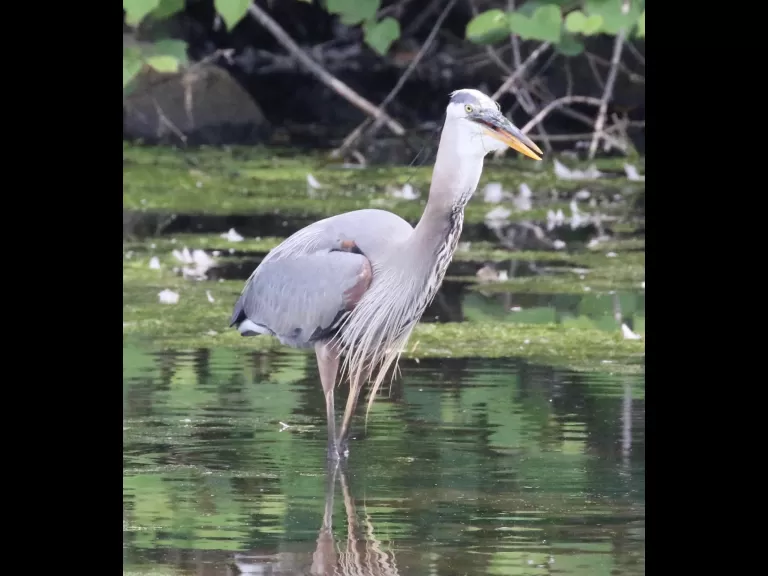 Mute swans at Hager Pond in Marlborough, photographed by Steve Forman.