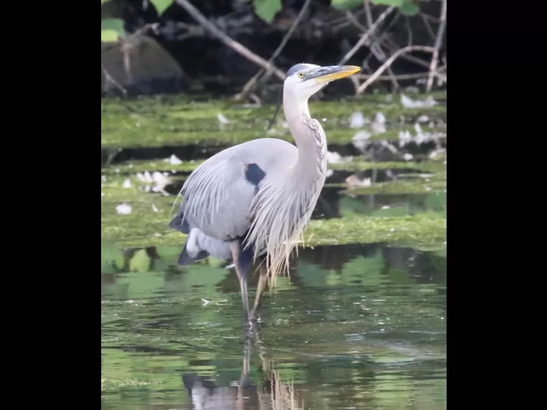Mute swans at Hager Pond in Marlborough, photographed by Steve Forman.