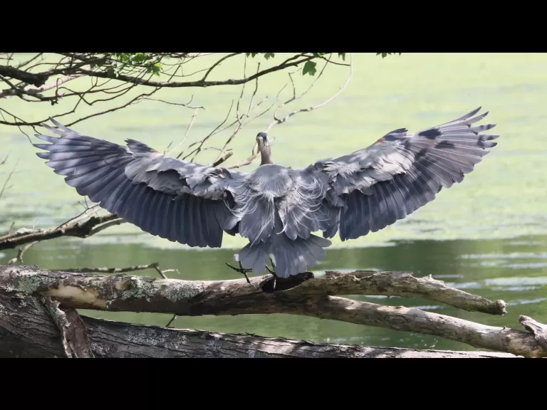 Mute swans at Hager Pond in Marlborough, photographed by Steve Forman.