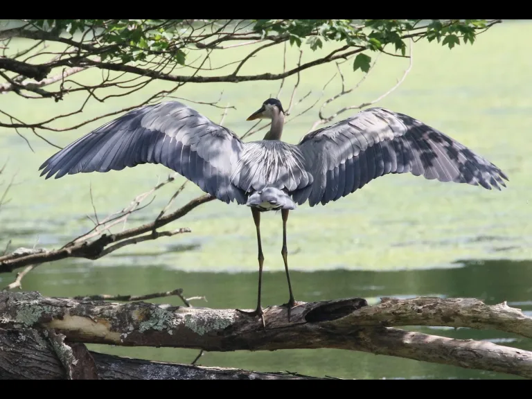Mute swans at Hager Pond in Marlborough, photographed by Steve Forman.