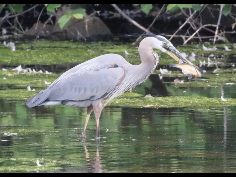 Mute swans at Hager Pond in Marlborough, photographed by Steve Forman.