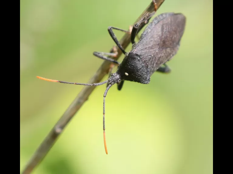 A leaf-footed bug in Southborough, photographed by Steve Forman.