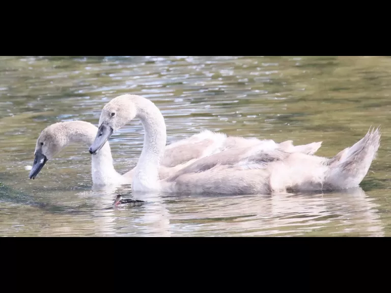 Mute swans at Hager Pond in Marlborough, photographed by Steve Forman.