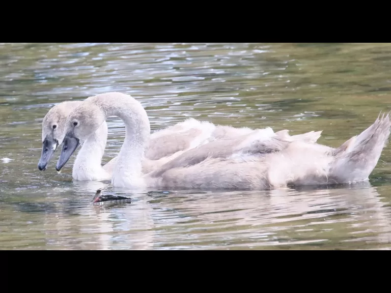 Mute swans at Hager Pond in Marlborough, photographed by Steve Forman.