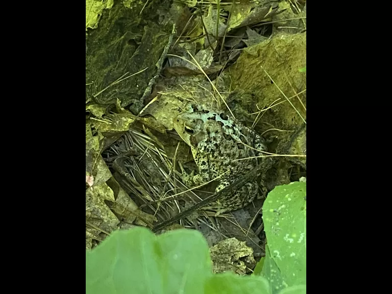 An American toad at SVT's Memorial Forest in Sudbury, photographed by Karin Paquin.