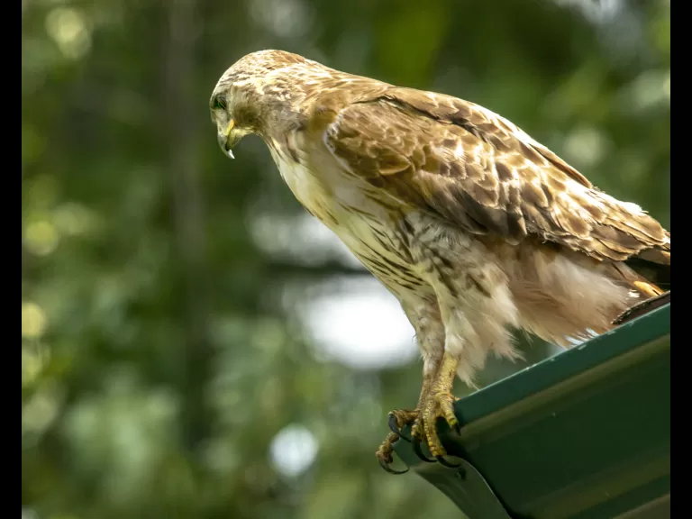 Brown-headed cowbirds, common grackles, red-winged blackbirds, and eastern chipmunks in Sudbury, photographed by Roel Daling.