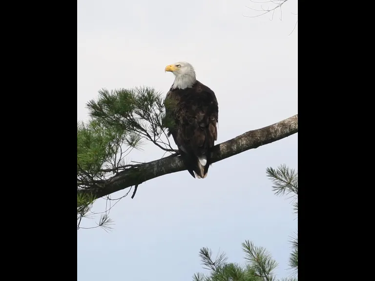 A bald eagle at Foss Reservoir in Framingham, photographed by Steve Forman.