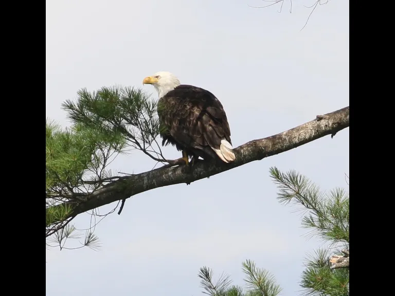 A bald eagle at Foss Reservoir in Framingham, photographed by Steve Forman.