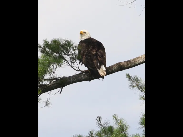 A bald eagle at Foss Reservoir in Framingham, photographed by Steve Forman.