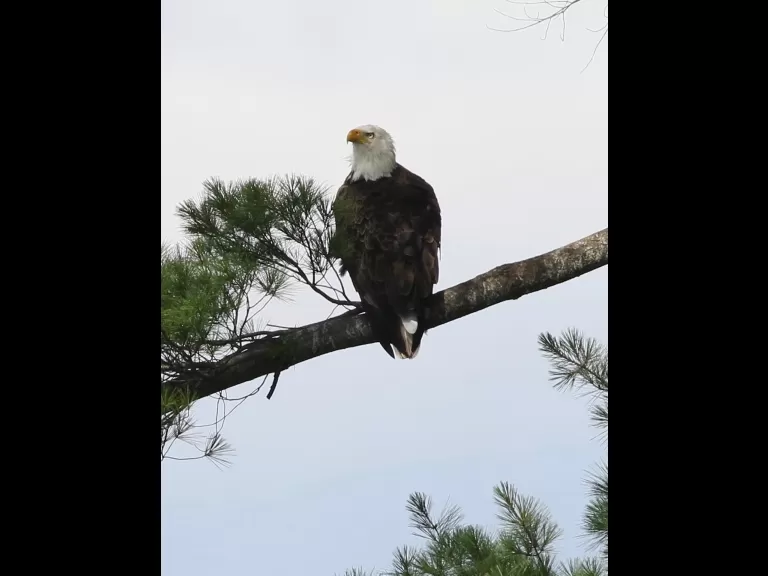 A bald eagle at Foss Reservoir in Framingham, photographed by Steve Forman.