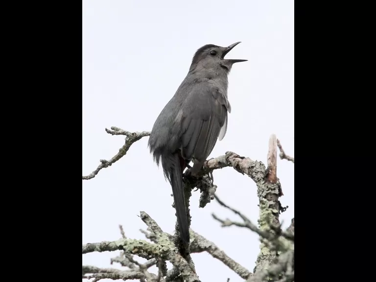 A gray catbird at Breakneck Hill Conservation Land in Southborough, photographed by Steve Forman.