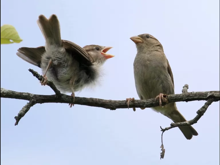 A gray catbird at Breakneck Hill Conservation Land in Southborough, photographed by Steve Forman.