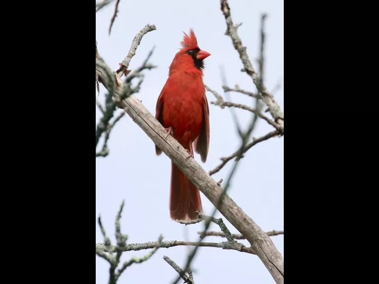 A gray catbird at Breakneck Hill Conservation Land in Southborough, photographed by Steve Forman.
