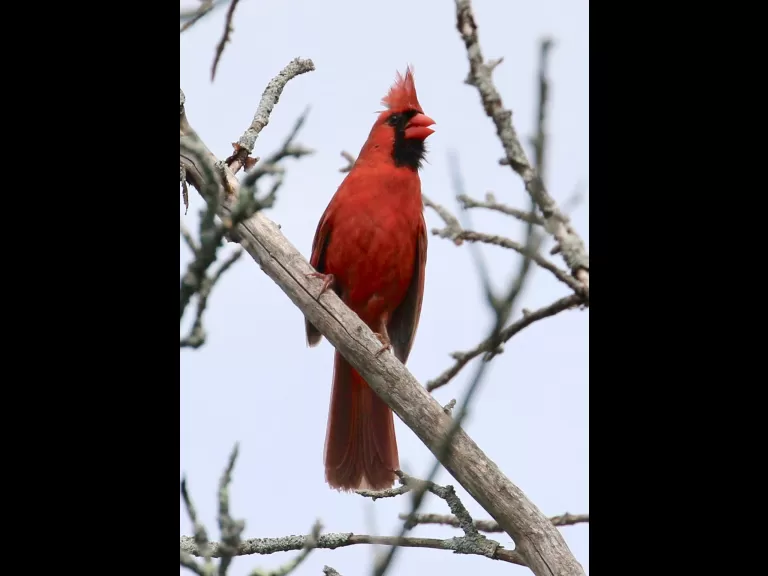 A gray catbird at Breakneck Hill Conservation Land in Southborough, photographed by Steve Forman.