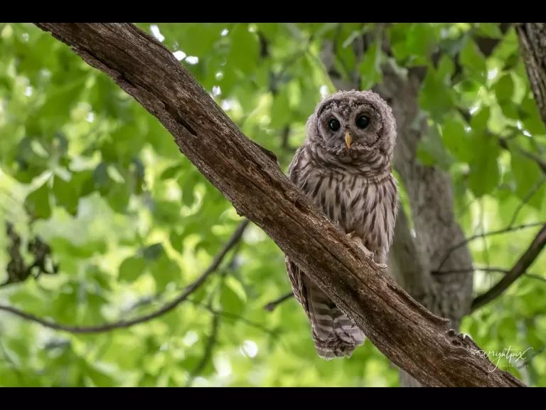A barred owl in Ashland, photographed by Nancy Wright.