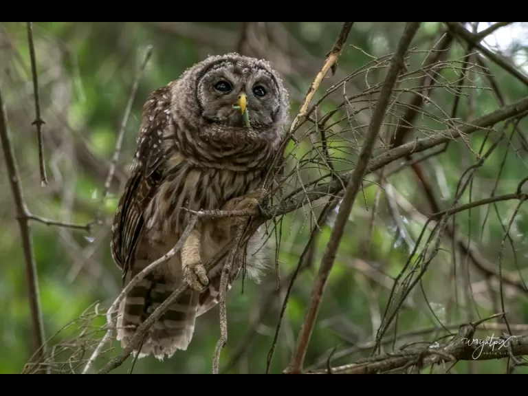 A barred owl in Ashland, photographed by Nancy Wright.