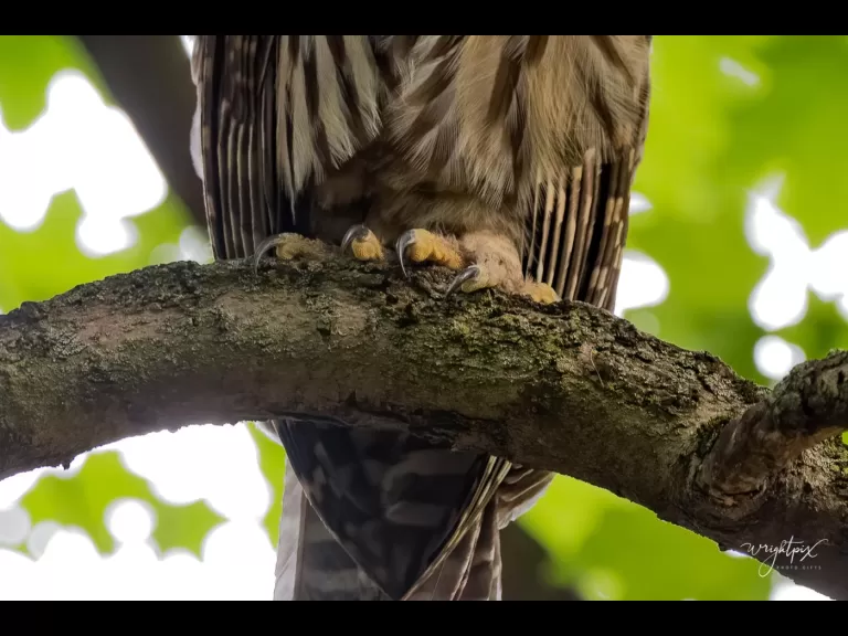 A barred owl in Ashland, photographed by Nancy Wright.