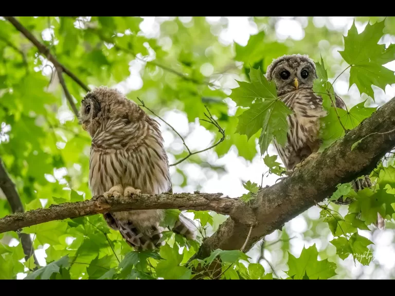 A barred owl in Ashland, photographed by Nancy Wright.