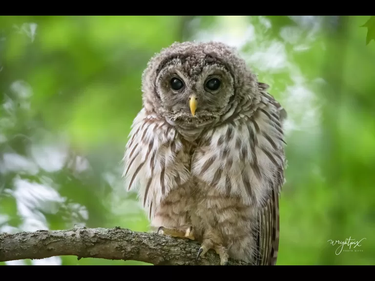 A barred owl in Ashland, photographed by Nancy Wright.