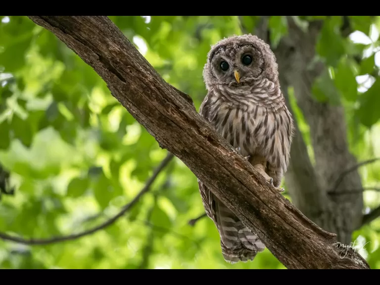 A barred owl in Ashland, photographed by Nancy Wright.