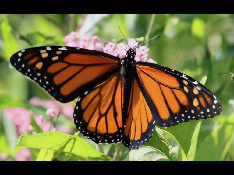 A monarch butterfly at Farm Pond in Framingham, photographed by Steve Forman.