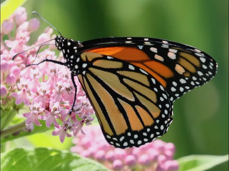 A monarch butterfly at Farm Pond in Framingham, photographed by Steve Forman.