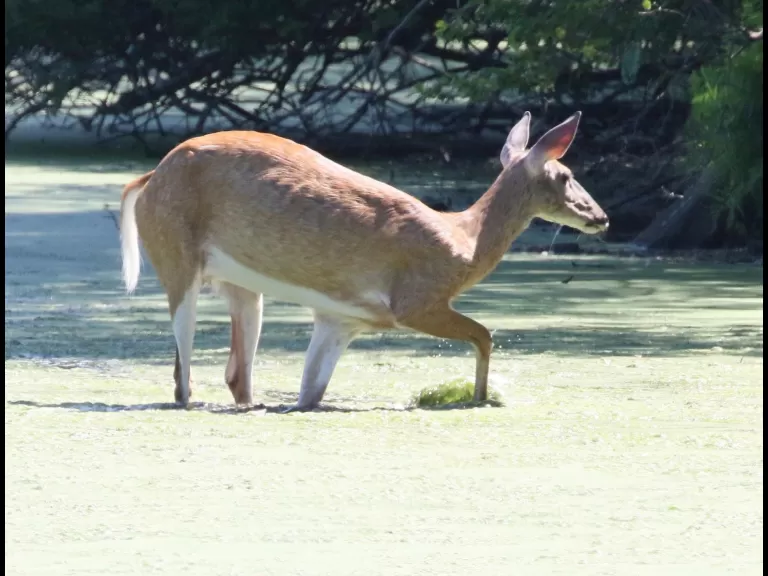 Canada geese at Hager Pond in Marlborough, photographed by Steve Forman.