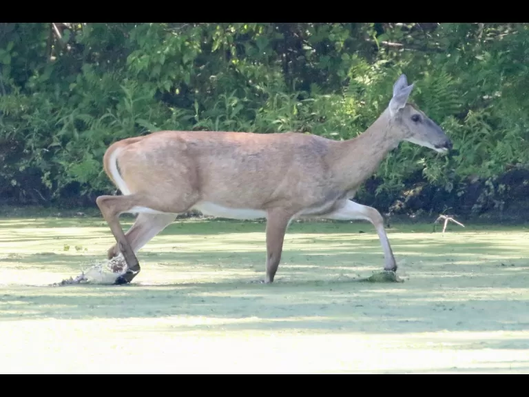 Canada geese at Hager Pond in Marlborough, photographed by Steve Forman.