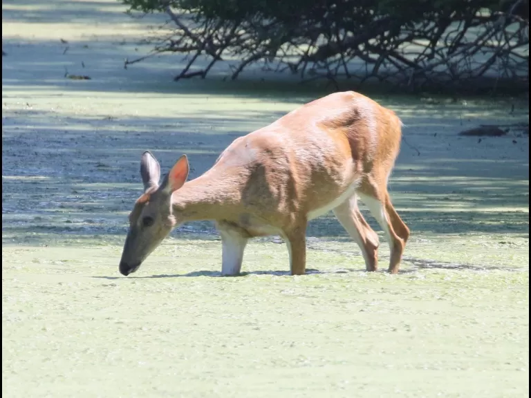 Canada geese at Hager Pond in Marlborough, photographed by Steve Forman.