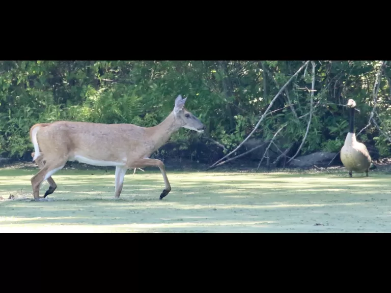 Canada geese at Hager Pond in Marlborough, photographed by Steve Forman.