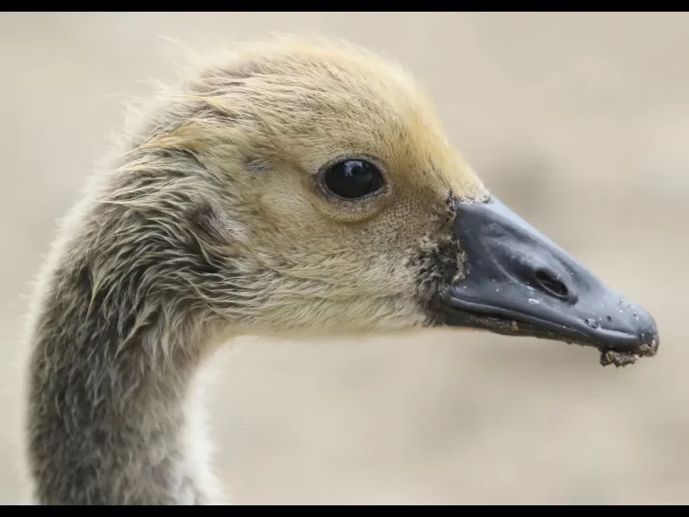 Canada geese at Hager Pond in Marlborough, photographed by Steve Forman.