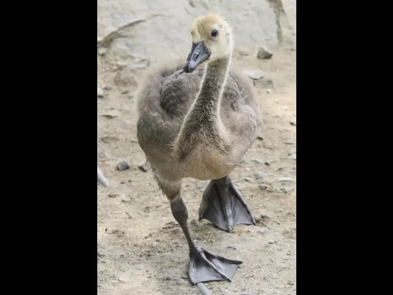 Canada geese at Hager Pond in Marlborough, photographed by Steve Forman.