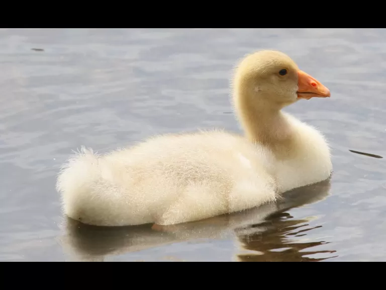 Canada geese at Hager Pond in Marlborough, photographed by Steve Forman.