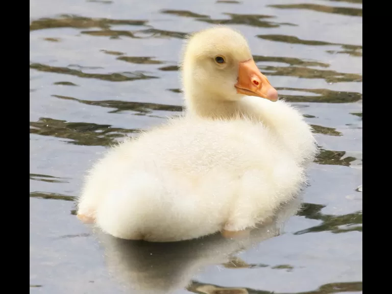 Canada geese at Hager Pond in Marlborough, photographed by Steve Forman.