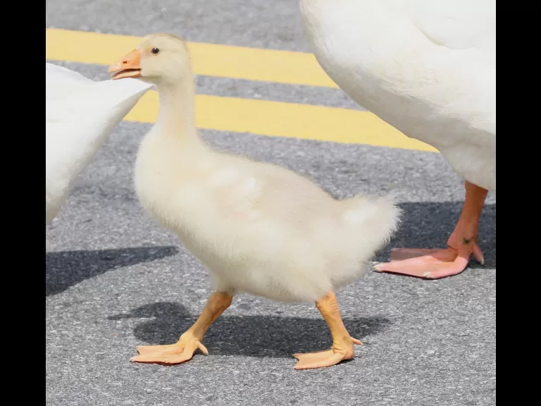 Canada geese at Hager Pond in Marlborough, photographed by Steve Forman.