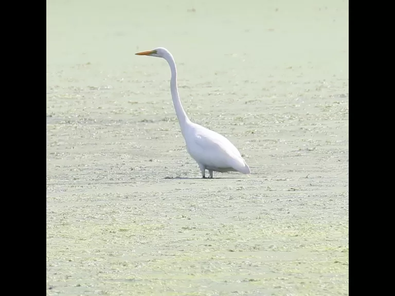 Canada geese at Hager Pond in Marlborough, photographed by Steve Forman.