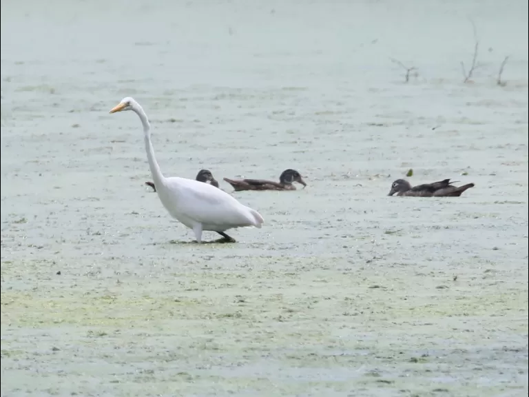 Canada geese at Hager Pond in Marlborough, photographed by Steve Forman.