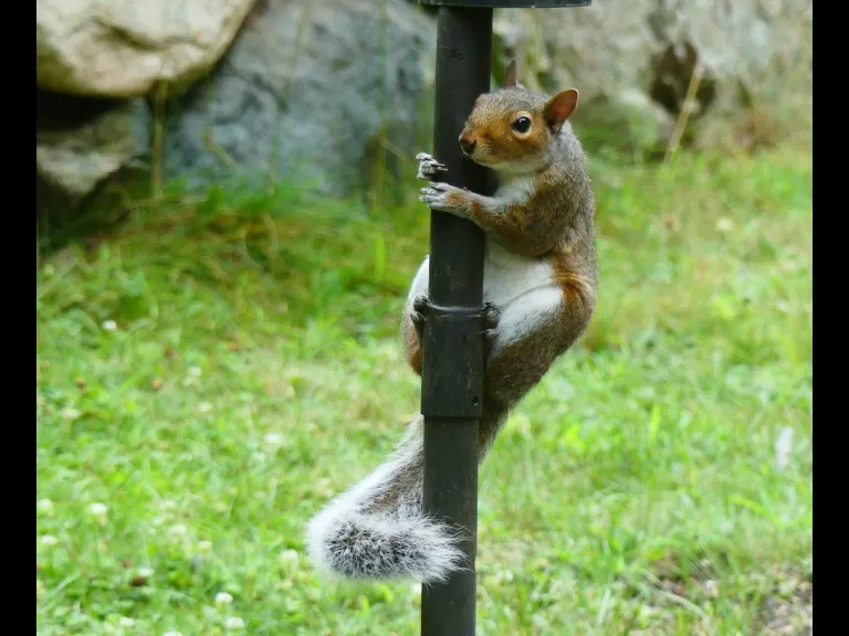 A gray squirrel in Lincoln, photographed by Harold McAleer.
