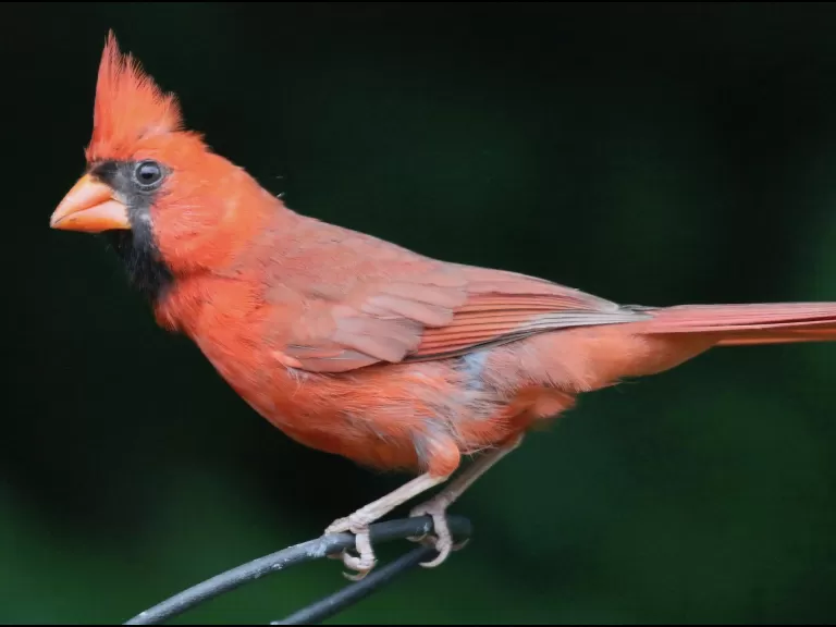 A northern cardinal in Framingham, photographed by Steve Forman.