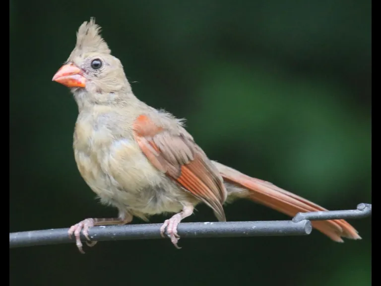 A northern cardinal in Framingham, photographed by Steve Forman.