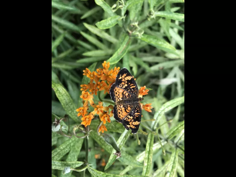 A pearl crescent in Sudbury, photographed by Sarah Davis.