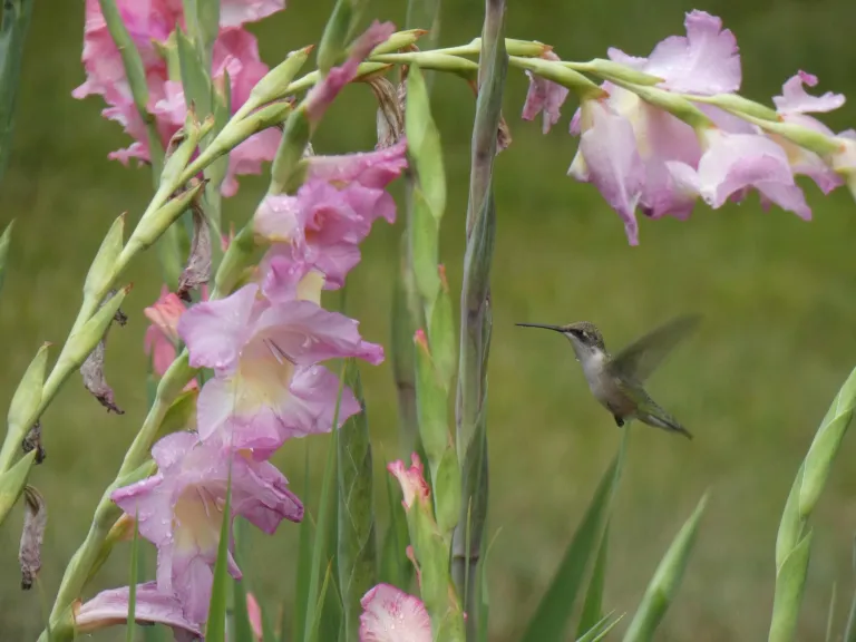 A ruby-throated hummingbird in Sudbury, photographed by Sharon Tentarelli.