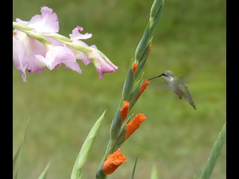A ruby-throated hummingbird in Sudbury, photographed by Sharon Tentarelli.