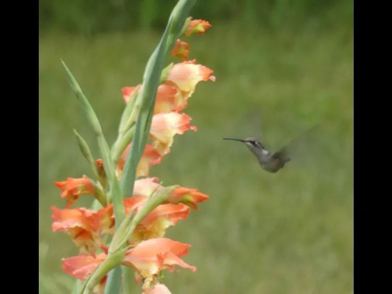 A ruby-throated hummingbird in Sudbury, photographed by Sharon Tentarelli.